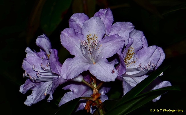 {Rhododendron minus}